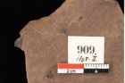 Foto (Detailsansicht) von Quercus palaeoilex Ettingshausen (NHMW-GEO-2024-0188-0909)